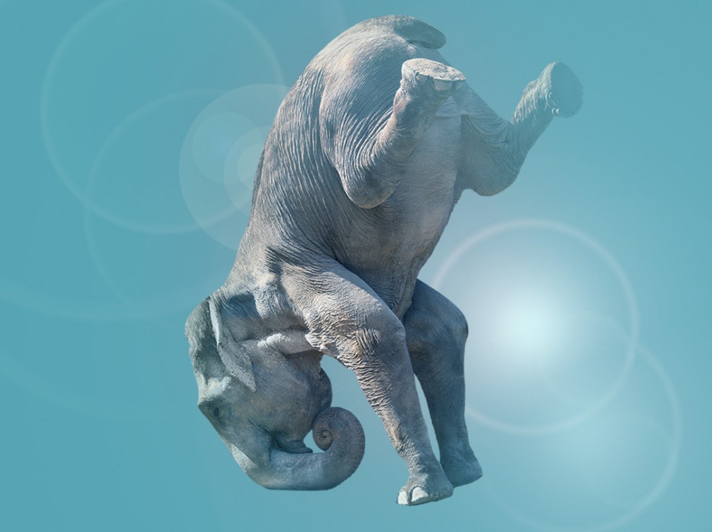 elefante46